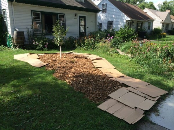 cardboard walkway around tree