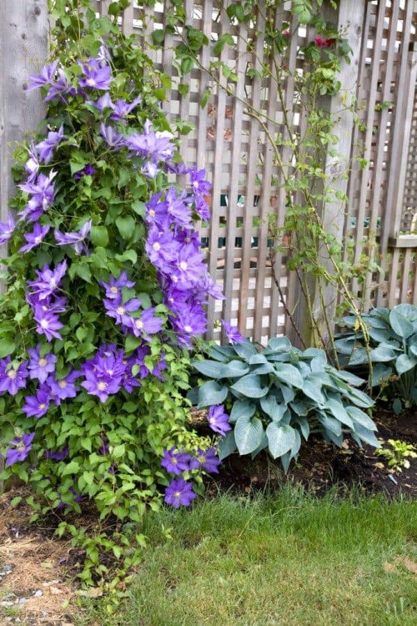 Outdoor Living Space Fencing