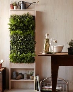 plants natural interior design